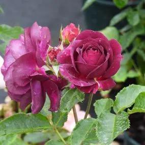 Ebb Tide Floribunda Rose (Rosa Ebb Tide) 2